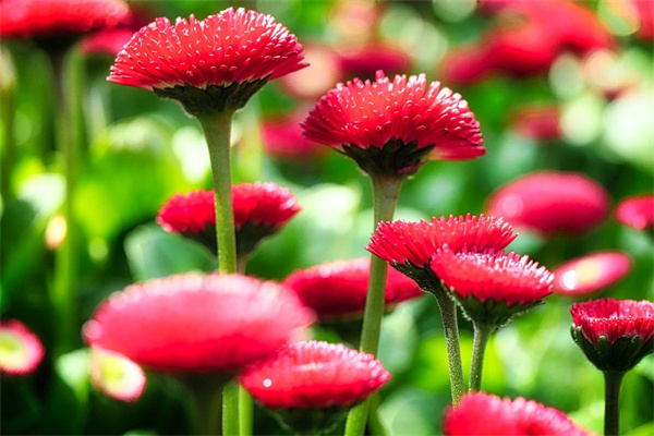 梔子花花期多久開花(有關梔子花開花時間)