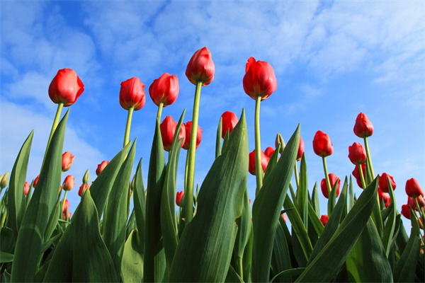 露天小院種植花卉(露天院子適合種什么花)