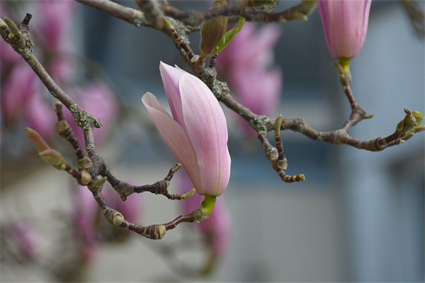 福祿考花語是什么(淺談福祿考寓意和象征)