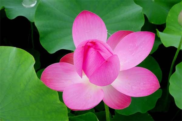 如何把多肉葉片養(yǎng)大(怎樣讓多肉的葉片越養(yǎng)越厚)