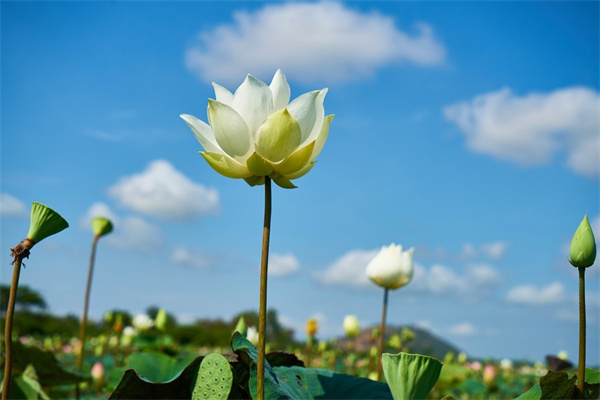 送媽媽什么花生日(送媽媽什么花生日禮物)