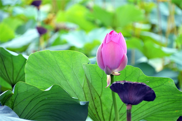 適合樓房室內養的花卉綠植(樓房室內適合養什么花)