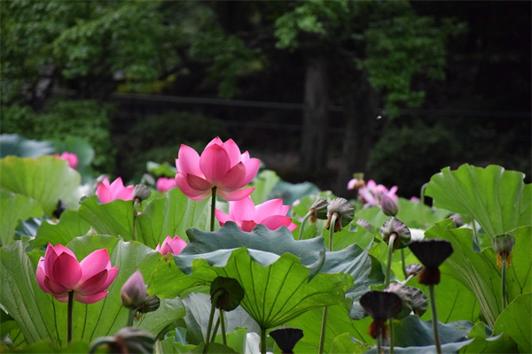 子寶多肉植物側芽怎么種植(多肉子寶的養殖方法與注意事項)