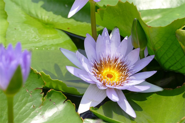 給朋友送花卡片內(nèi)容(給朋友送花卡片內(nèi)容怎么寫)