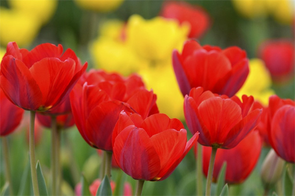 梔子花開花花朵變黃(梔子花開花變黃是怎么回事)