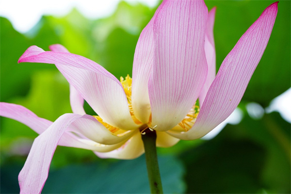 芙蓉花有幾種品種(芙蓉花的品種圖片大全)