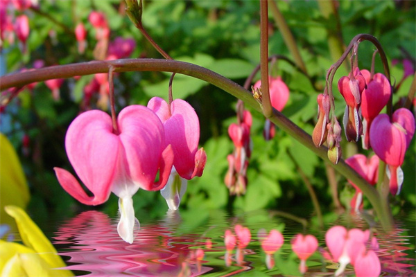 公園的花草(公園的花草樹木作文)