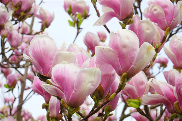 用玫瑰花瓣可以做什么口紅怎么做(玫瑰花瓣如何做口紅)