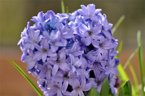 花禮網鮮花速遞(花禮網鮮花速遞藍色妖姬)