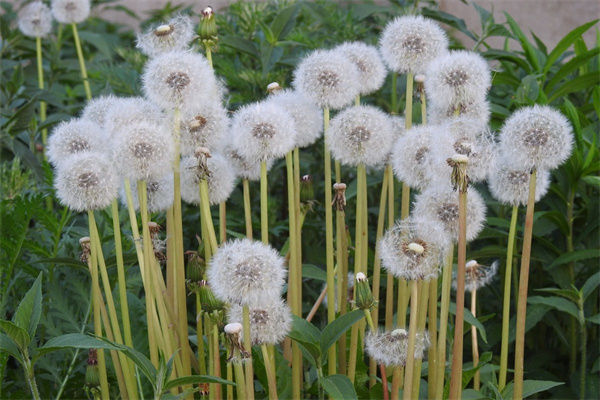 情人之間適合送什么花(情人送什么花是最浪漫的)