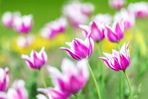 春天的花都有什么(春天的花都有什么形狀)