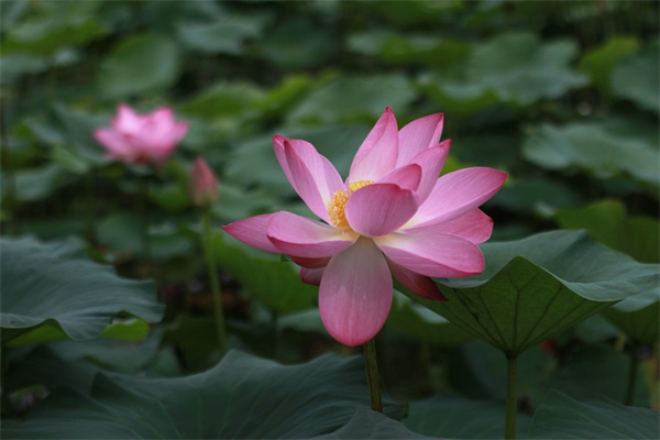北方庭院花卉種植(北方庭院養花)