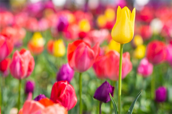 家里可以種玫瑰花嗎(玫瑰花養(yǎng)殖方法盆栽)