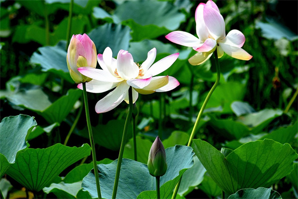 象征高傲的花(花語高傲的花)