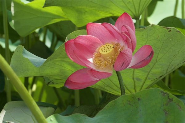 滴水觀音花能放室內嗎(滴水觀音的花可以養(yǎng)在家里嗎)