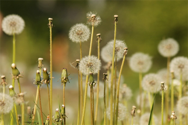 冬季最受歡迎的花卉(冬季最常見的花)