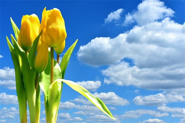 福州鮮花速遞(福州鮮花公司)
