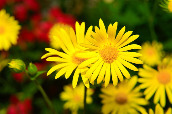 玫瑰花面塑(玫瑰花面塑新得)