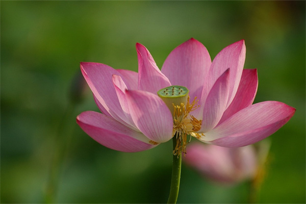 四季茶花中哪個(gè)品種最好養(yǎng)(最漂亮的四季茶花品種排名)