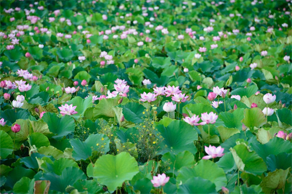 龜背竹怎么養(yǎng)(龜背竹養(yǎng)護(hù)方法和注意事項(xiàng)講解)
