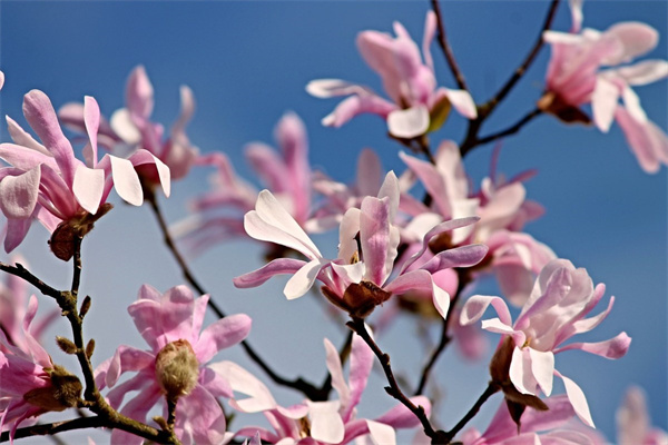 鐵樹的花長什么樣(鐵樹的花朵)