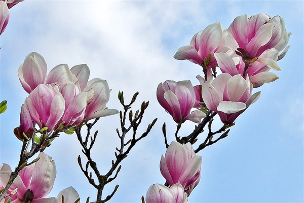 送花什么花代表什么意義(各種送花的含義)