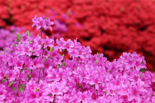 多肉發(fā)芽全過(guò)程(多肉發(fā)芽期間要怎么做)