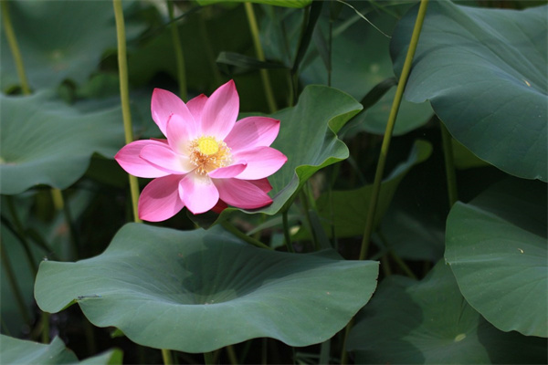 玫瑰花值多少錢(玫瑰花的價格大概在多少錢一朵)