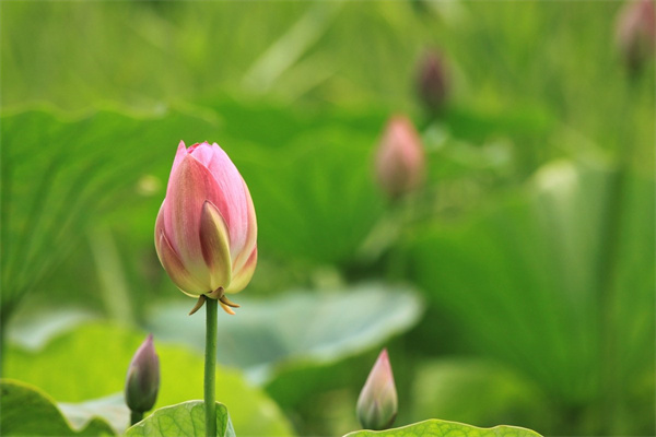 朋友友誼的花(朋友友誼的花語)
