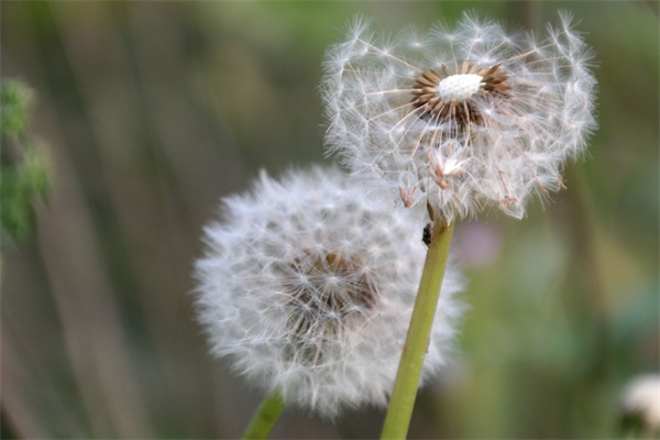 冬季花朵有哪些(冬季的花草有哪些)