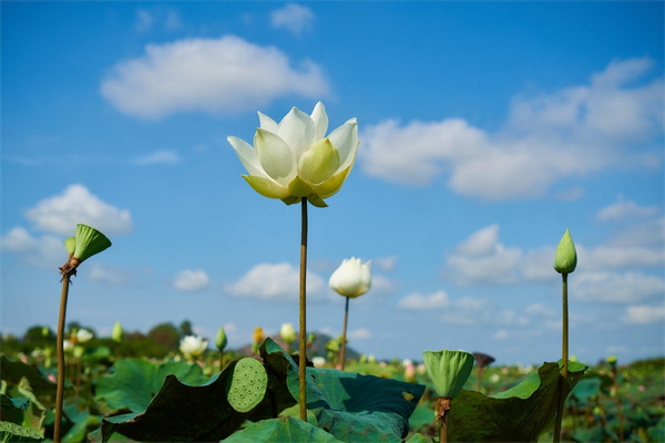 玫瑰花披肩鉤法視頻(玫瑰花披肩鉤法視頻大全)