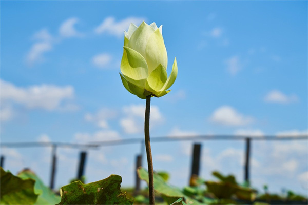 花朵網(wǎng)站(花朵網(wǎng)站是什么網(wǎng))