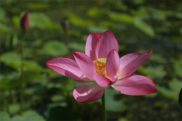 女同事過生日能送花嗎