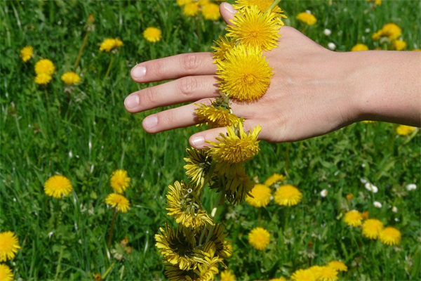 4月紫色的花(四月開的紫色花)