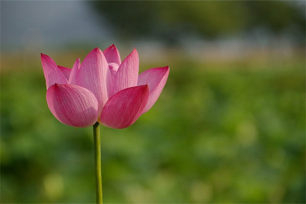 喜陰耐熱花卉(喜陰耐熱的花)