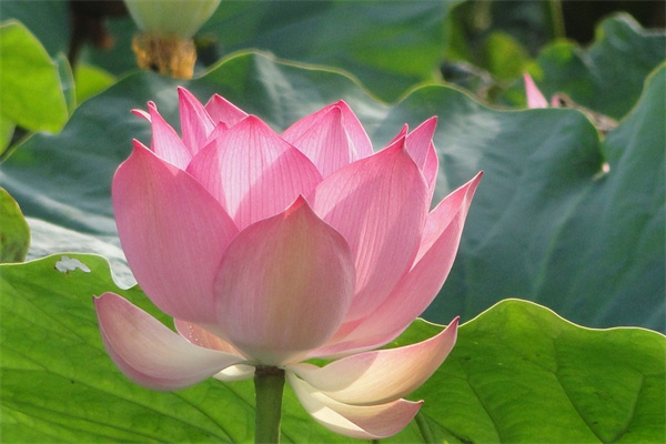 馬蹄蓮花的花語(馬蹄蓮花花語是什么意思)