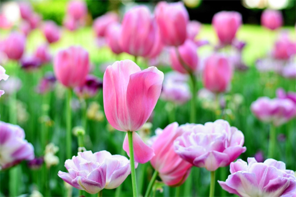 四季常青又耐寒的庭院花卉(四季常綠耐寒宜庭院種的植物)