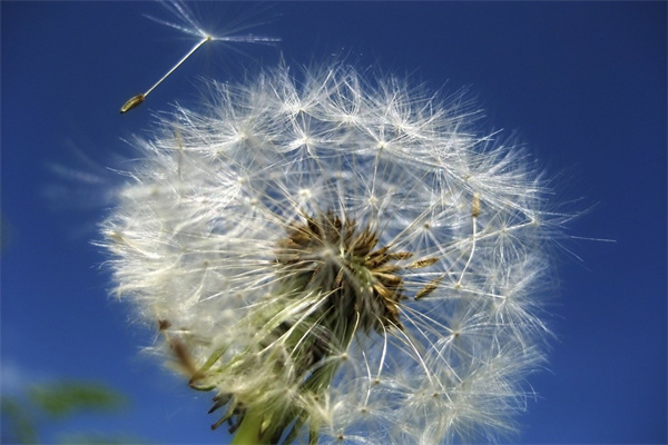 我愛玫瑰花(我愛玫瑰花我愛它嬌美的姿態我愛它什么我更愛它什么)