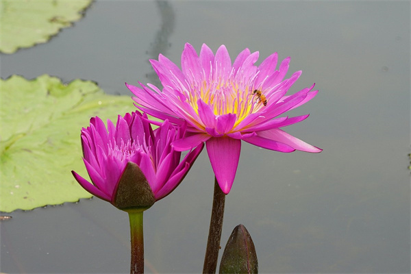 石榴花多久澆一次水(石榴花養(yǎng)護(hù)的正確方法)