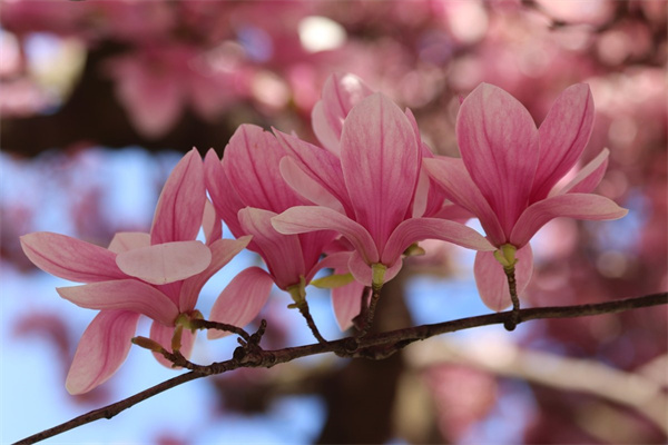 荷花怎么養(yǎng)殖方法（盆栽荷花的栽培技術(shù)）