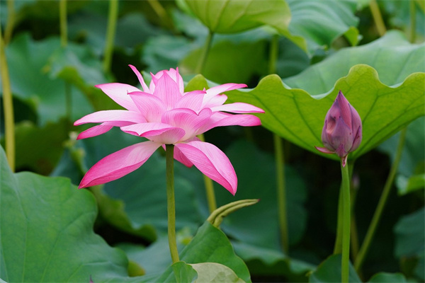 玫瑰百合菊花花束(菊花加百合花束)