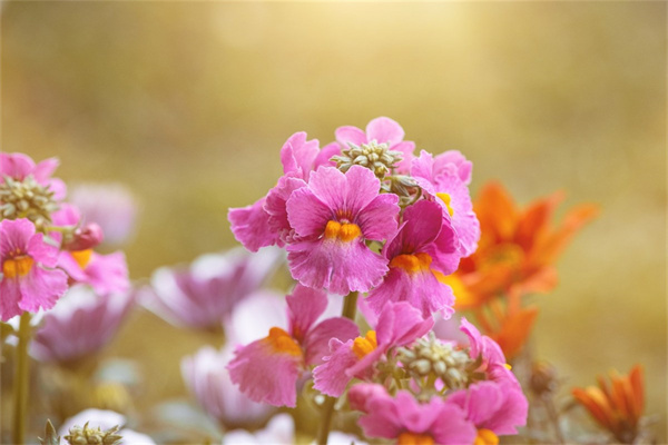 室內花是什么花(室內養的花是什么花)