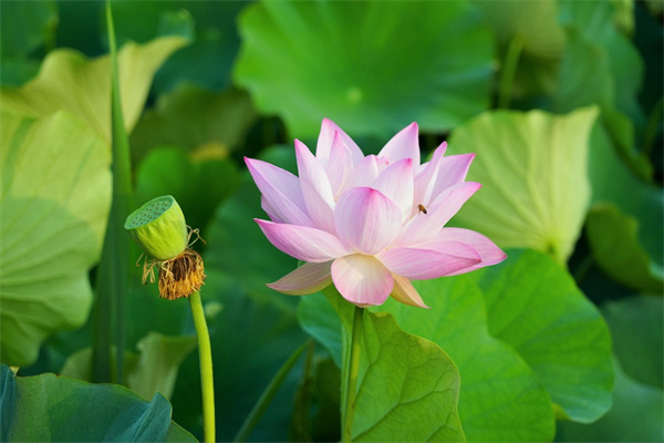 盆栽花肥料(盆栽花肥料PH值數多少最合適)