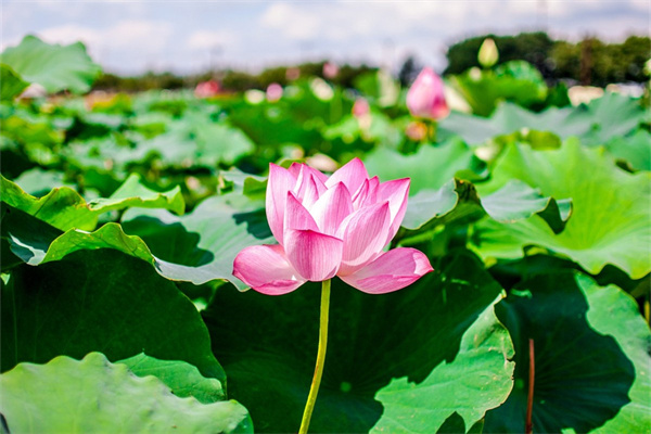 床頭柜可以放什么植物(床頭柜放什么植物好)