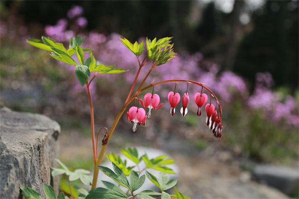 多肉花卉植物大全(多肉花卉植物養(yǎng)殖方法)