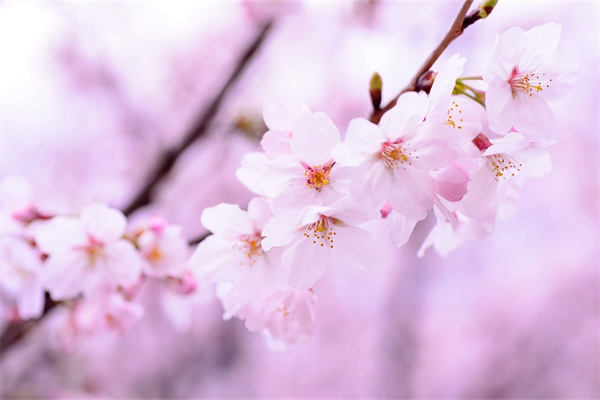 花玉米是什么品種(花玉米是什么品種是轉(zhuǎn)基因食品嗎)