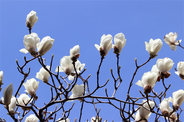 道歉送花送什么花(道歉送什么鮮花)
