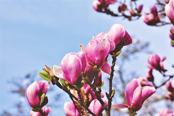 花卉盆栽四季(花卉盆栽四季開花)