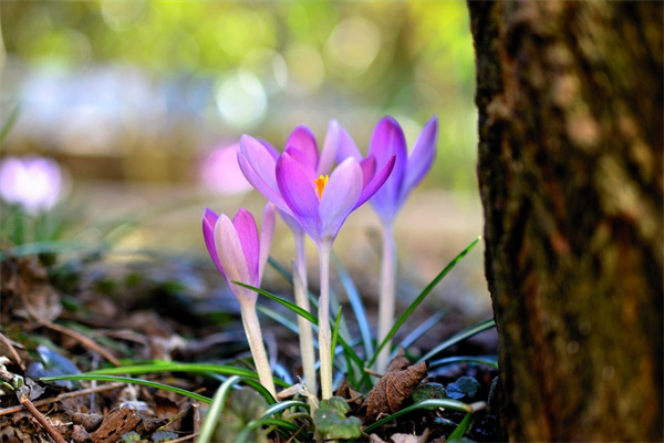 秋季什么花(秋季什么花好養又好看)