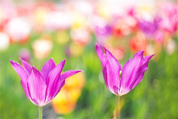 送情人玫瑰叫什么花(情人節(jié)送情人玫瑰花之詞)